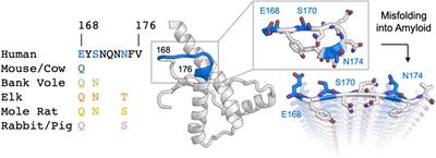 Structural consequences of sequence variation in mammalian prion β2α2 loop segments